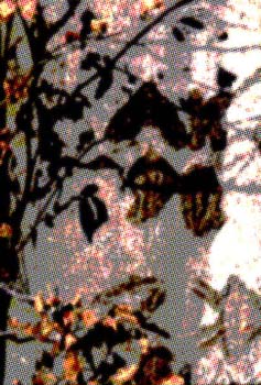 13hohe_wand_2